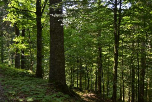 Terreno boschivo in vendita a Besnate. Proponiamo in vendita nel Comune di Besnate nel Parco del Ticino, questo interessante terreno boschivo di 5.150 mq