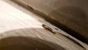 Quando i pesciolini d'argento invadono la casa: ecco la soluzione